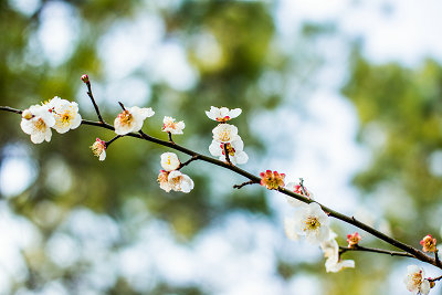 中央財經(jīng)大學在職研究生 中央財經(jīng)大學在職研究生