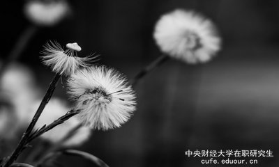 想上中央財(cái)經(jīng)大學(xué)在職研究生去哪里報(bào)名？