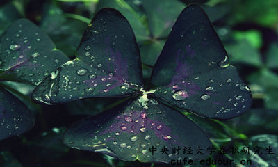 中央財(cái)經(jīng)在職研究生怎么報(bào)名？