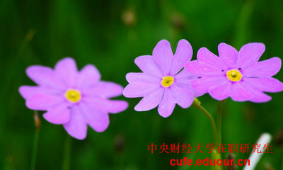 中央財經(jīng)大學(xué)在職研究生考生報名入口 