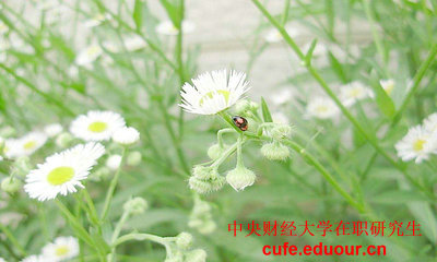 央財在職研究生初試考試的科目有什么？