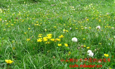 中央財經(jīng)大學(xué)在職研究生雙證現(xiàn)在可以打印準(zhǔn)考證嗎？