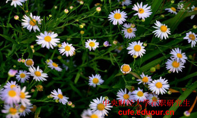 中財在職研究生學費怎么繳納？