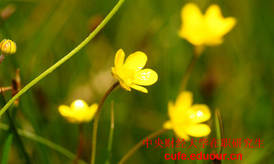 中央財經(jīng)大學十二月聯(lián)考現(xiàn)在能參加嗎？