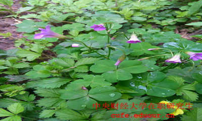 中央財(cái)經(jīng)大學(xué)同等學(xué)力拿什么證？